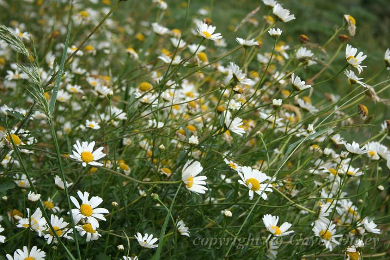 Field of daisies, Olinda Arboretum I.JPG